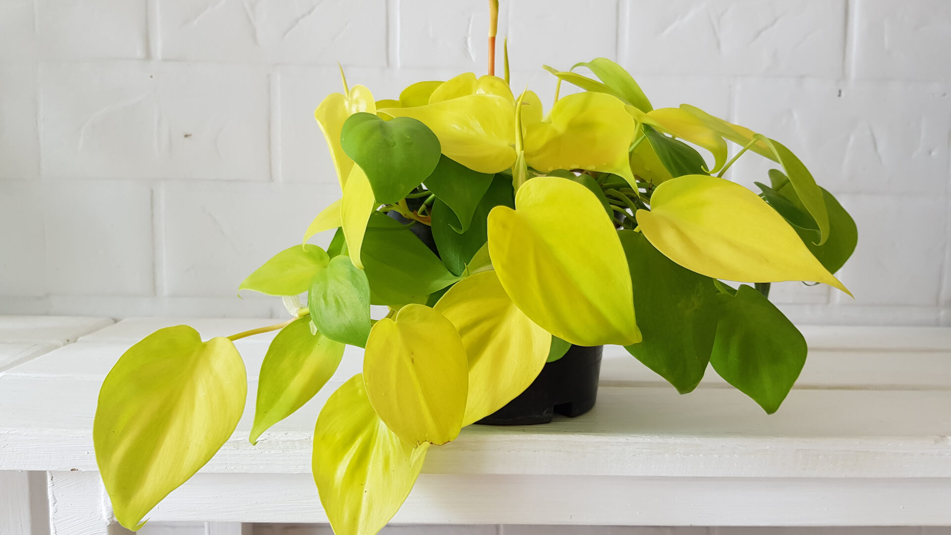 philodendron plant 1